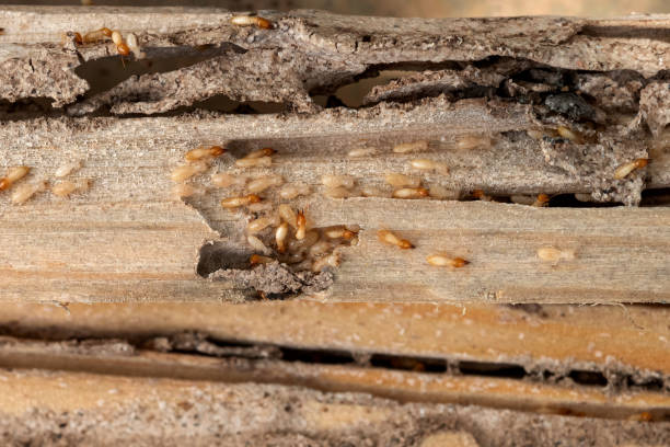 Best Cockroach Control Services  in Shenandoah, IA